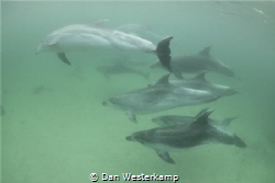 Swimming with a pod of bottlenose dolphins of New zealand... by Dan Westerkamp 